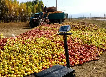 تکرار قصه نامهربانیها با سیب ارومیه/ انباشت تولیدات باغداران در جادههای استان به دلیل ناتوانی مسئولان در اجرای وعدهها