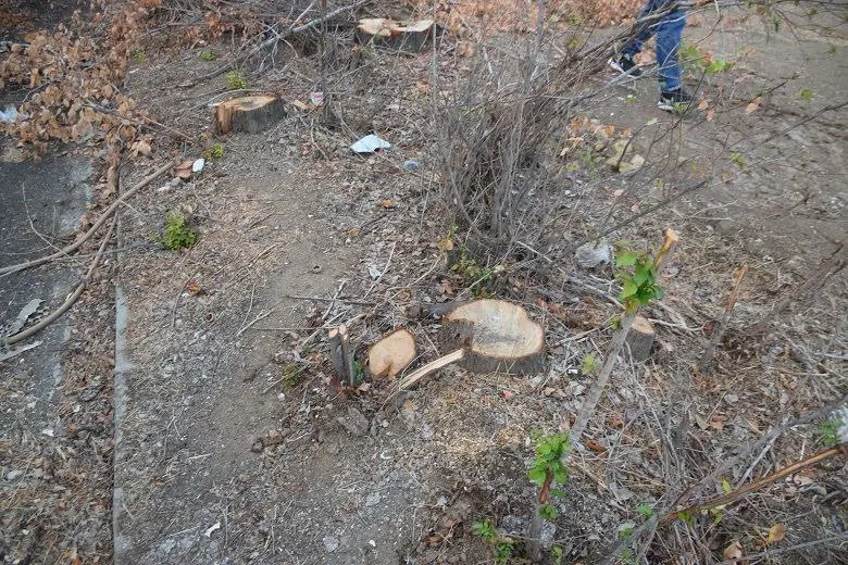 قطع ۲۲۰ درخت سرسبز در شهر صنعتی البرز بر سر اختلاف دو مالک/ پرونده به دستگاه قضایی رفت+ عکس  