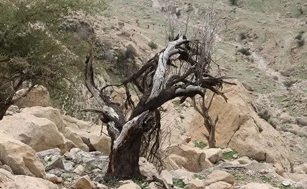 قلع و قمع درختان در غار شاهپور کازرون فارس 