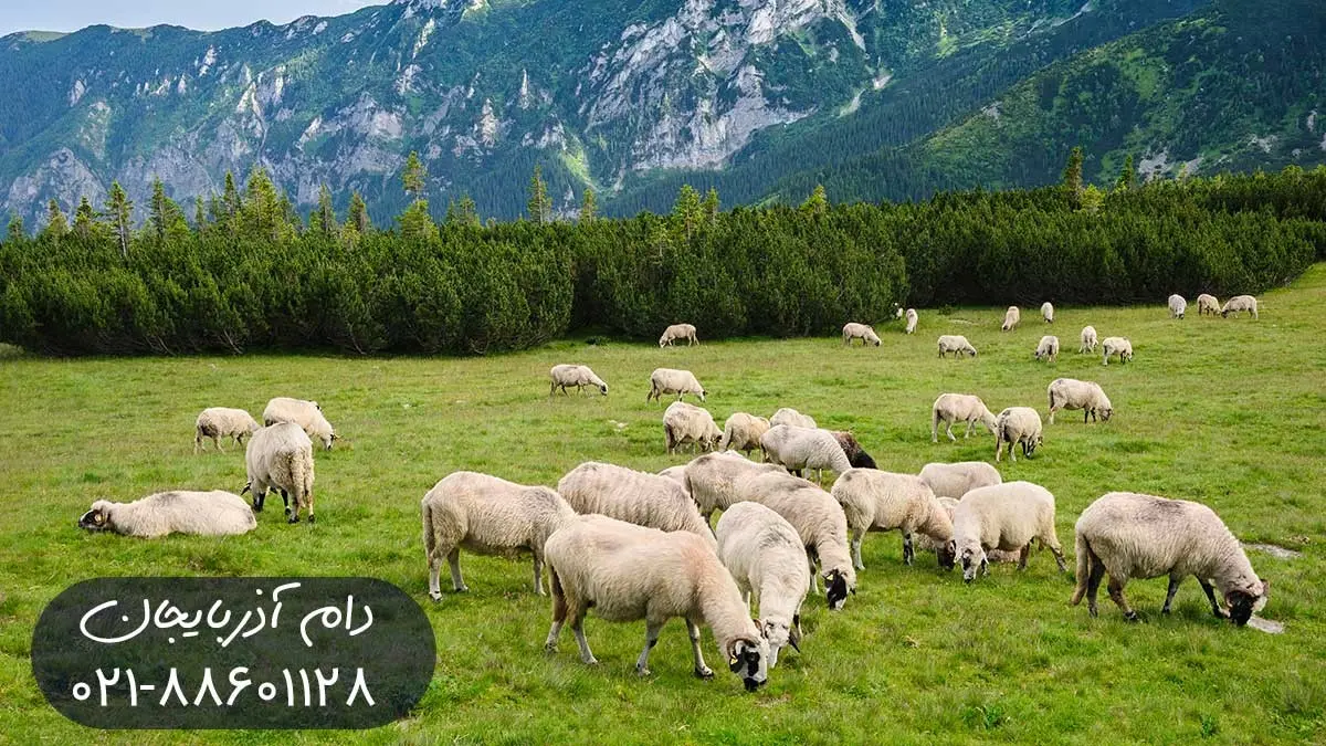 سفارش و قیمت گوسفند زنده در سال 1400