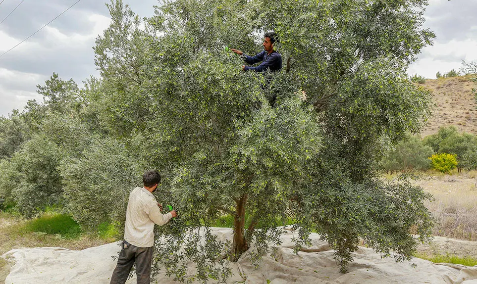 باغداران با کشت گوجه و زیتون به روز سیاه نشستند/ کشاورزان: محصولات ما را مفت می خرند/ باقی ماندن 21 هزار تن زیتون فارس روی درختان