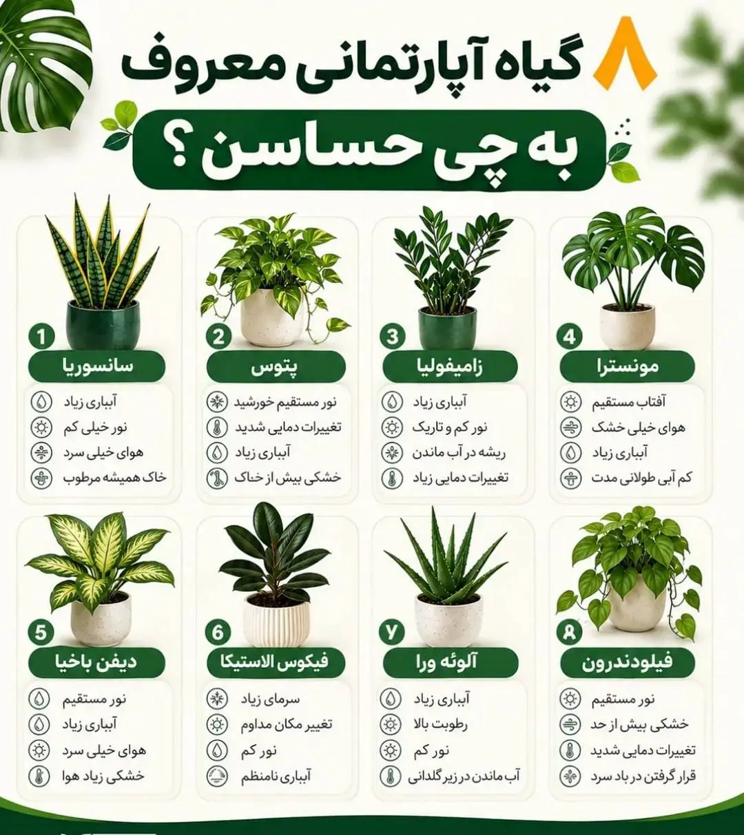 هشت گیاه آپارتمانی معروف به چی حساسند؟ + اینفوگرافیک