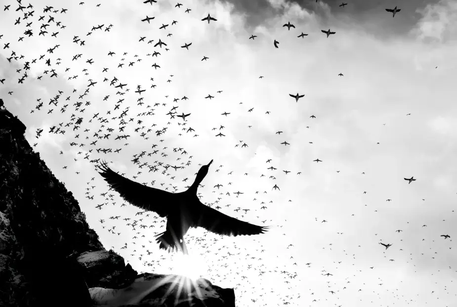 عکس‌هایی بدیع از پرندگان در جایزه جهانی ۲۰۲۵+آثار