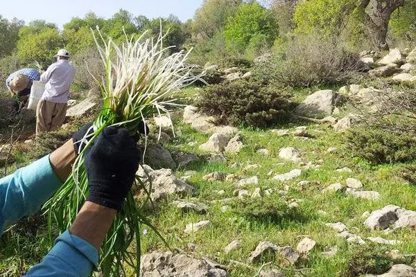 گیاهان دارویی نان بهاری ساکنان بومی آذربایجان غربی/ جوانان بیکار روزی خود را در دامنه کوهها جستوجو میکنند