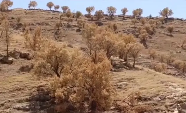 بلوط‌هایی که ایستاده می‌میرند/ درگیری ۱۰۰ درصدی با آفت در برخی از مناطق جنگلی بلوط