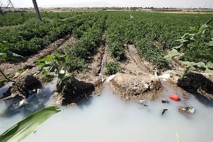 کشاورزی با فاضلاب خام در شیراز/ کشت محصول با پساب نامشخص، غیرقانونی است 