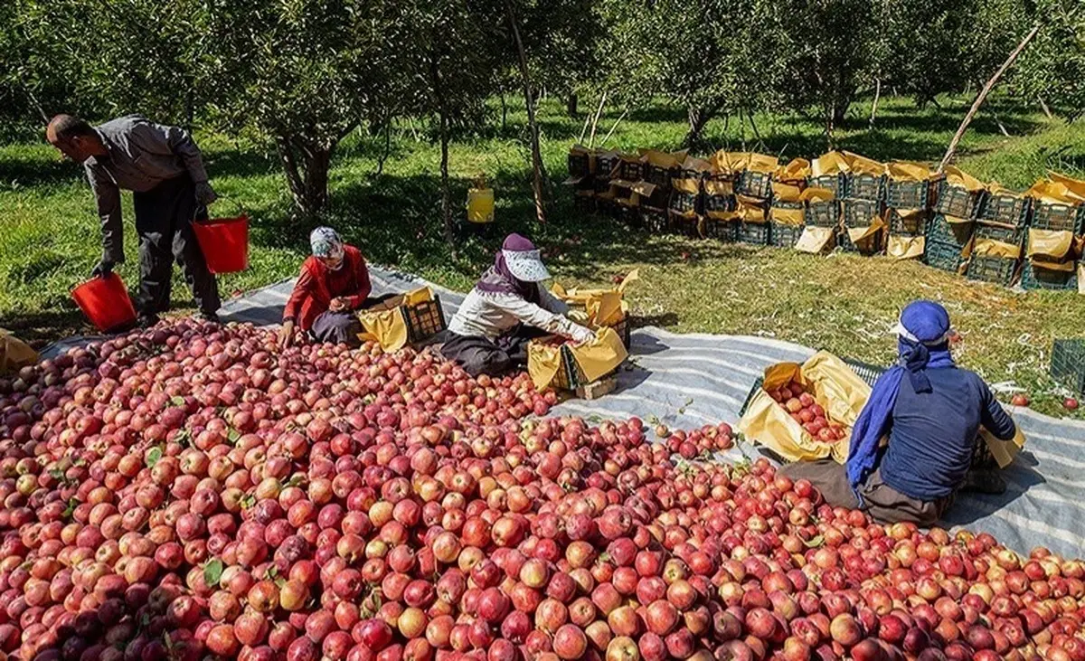 دست دلالان در جیب کشاورزان آذربایجان غربی