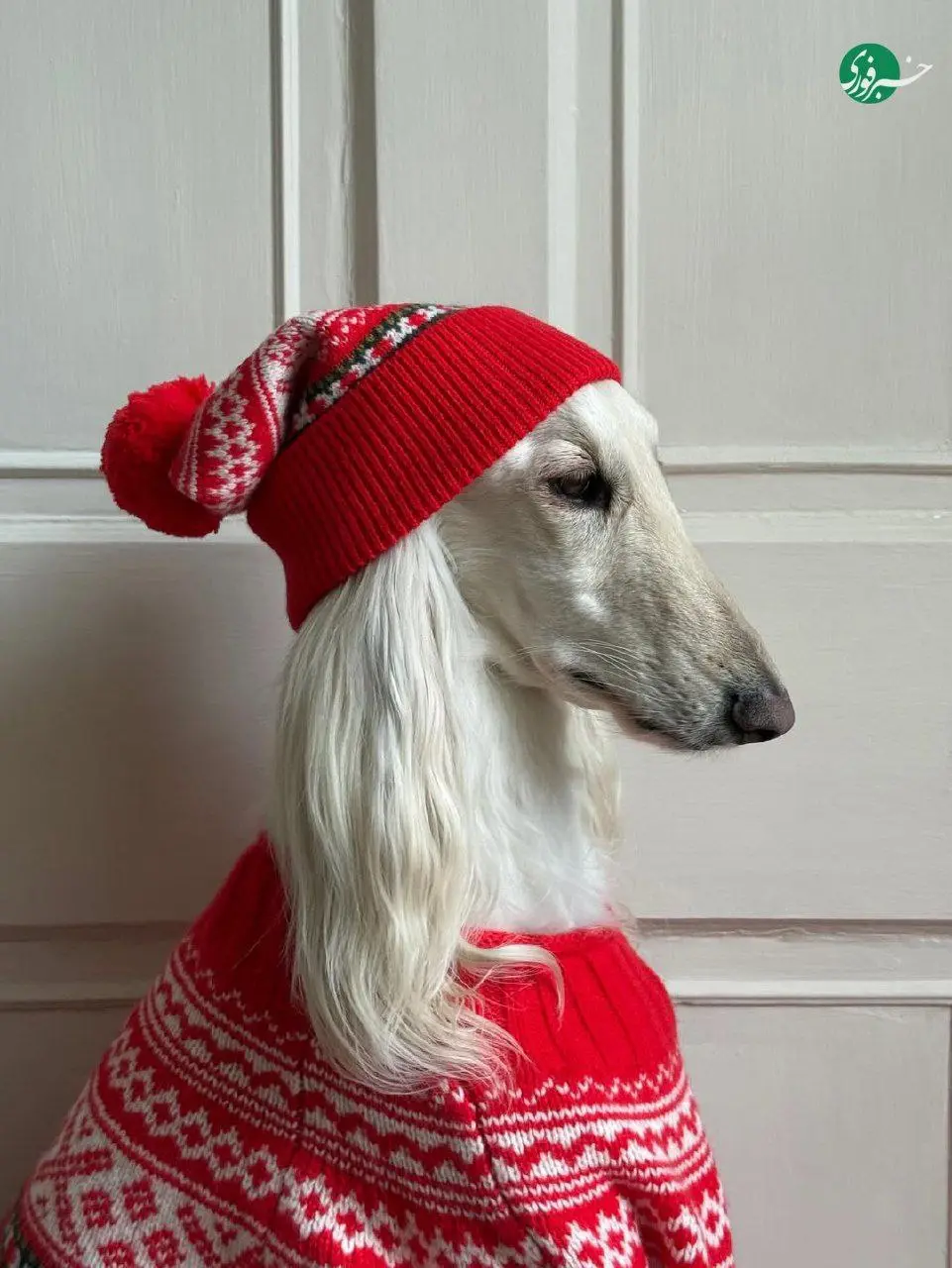 سگ اینفلوئنسر با درآمد ۱۰ هزار دلاری! + عکس