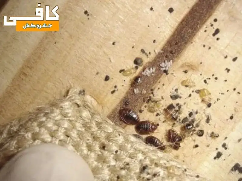 اینها علائم ساس در منزل هستند (0 تا 100 پیدا کردن و از بین بردن حشره ساس)