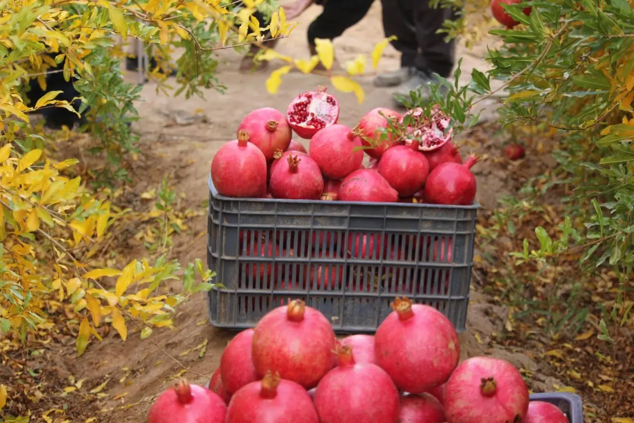نفسهای به شماره افتاده شهر یاقوتهای سرخ/ 2500 تا 3000 هکتار باغ انار در ساوه خشکیده است