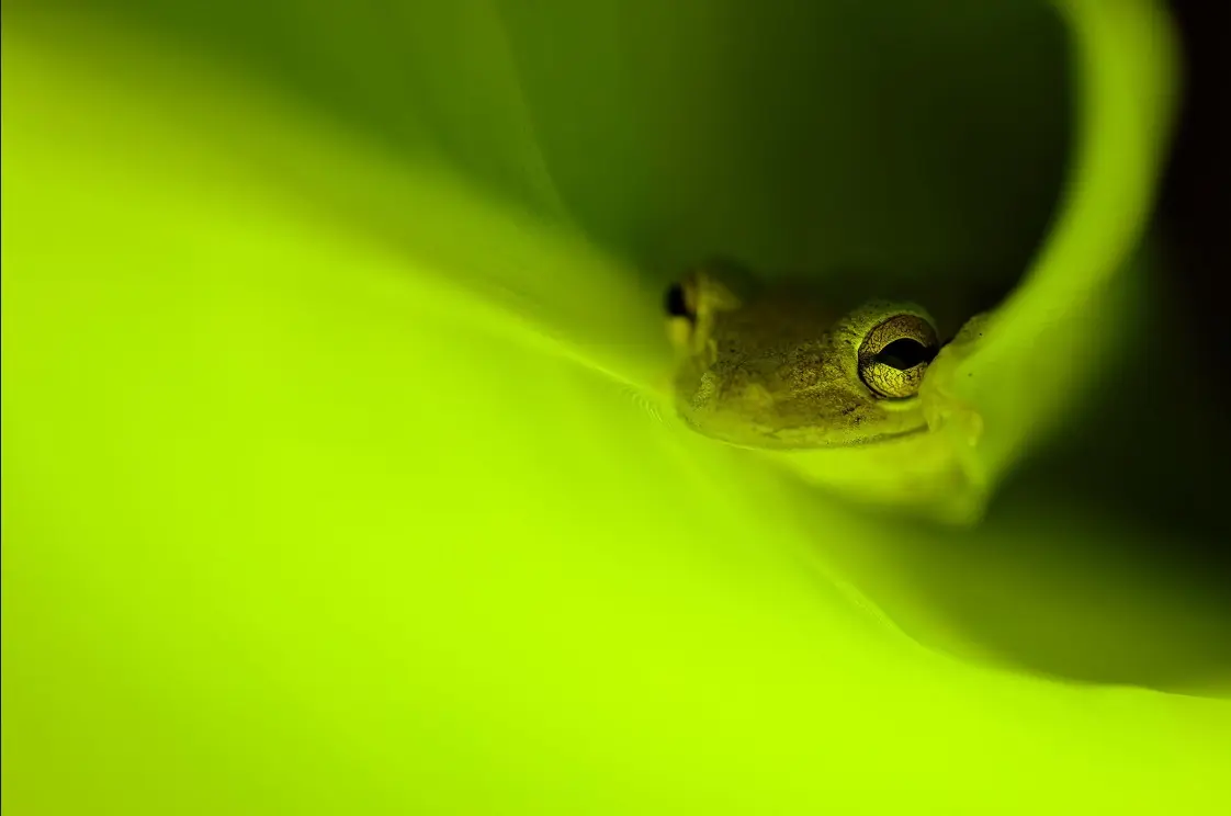 ثبت اوج ظرافت‌ها در طبیعت با دوربین/ تلاش برای تغییر ادراک انسان