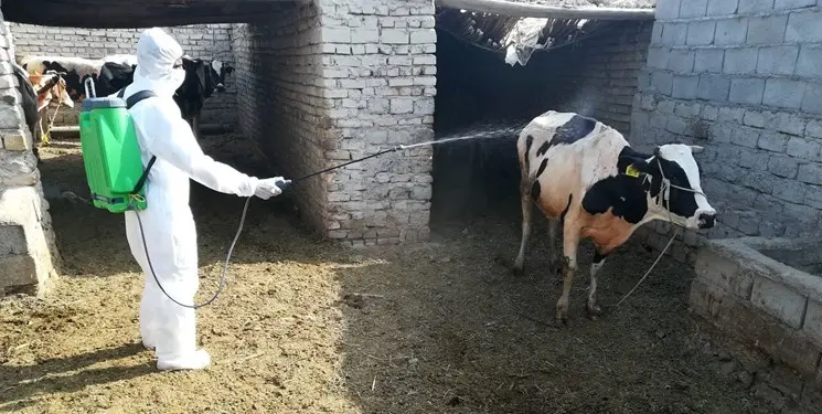 هشدار مدیرکل دامپزشکی فارس درباره ذبح دام خارج از کشتارگاههای استان/ کشتار دام در حاشیه جاده ها ممنوع است