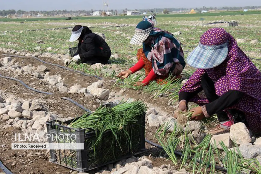 کارآواهای کشاورزی مناطق مختلف ایران+ترانه‌های فولکوریک هر منطقه 