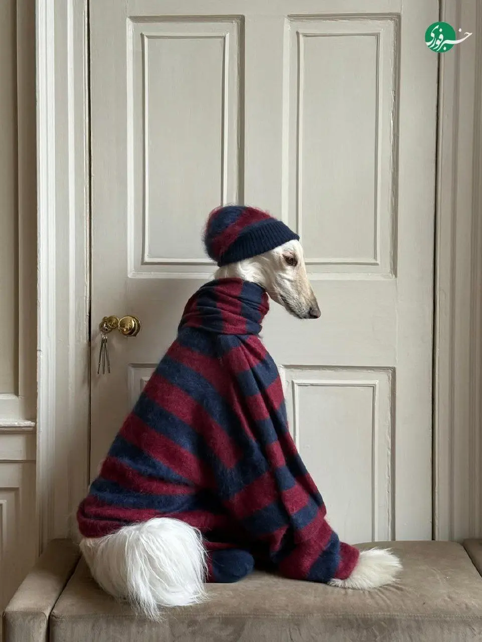 سگ اینفلوئنسر با درآمد ۱۰ هزار دلاری! + عکس