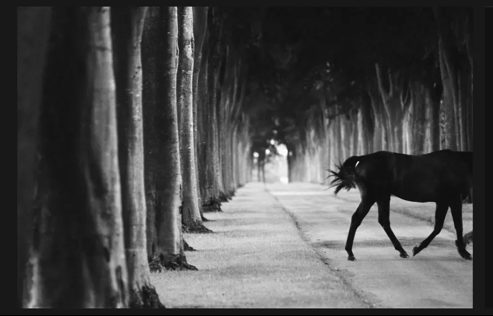 آثاری شاعرانه از یک عکاس مستند/ «اسب‌ها» از دوربین «جان رردون» 
