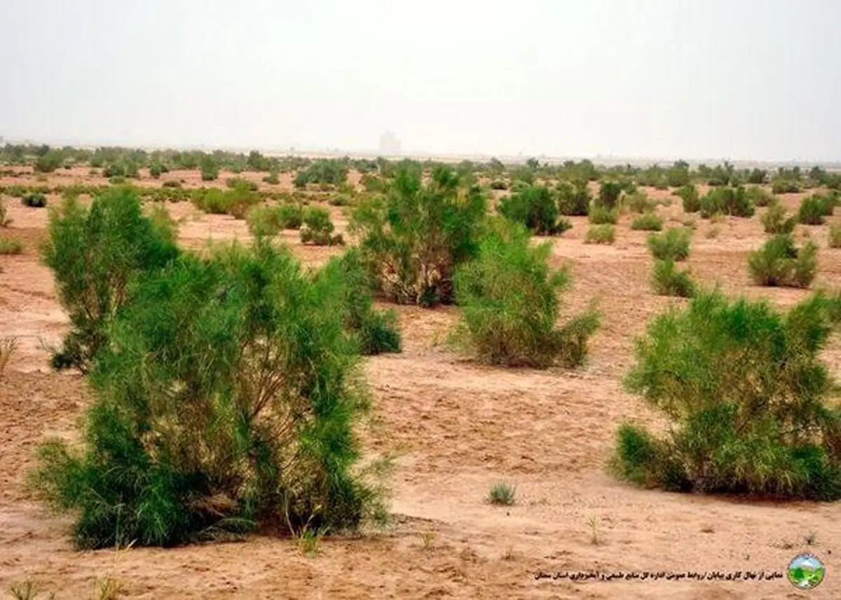 اجرای ۶۰ هزار هکتار طرح بیابان‌زدایی در شهرستان دامغان 