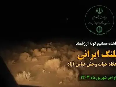 مشاهدهٔ پلنگ ایرانی در عباس‌آباد اصفهان + فیلم