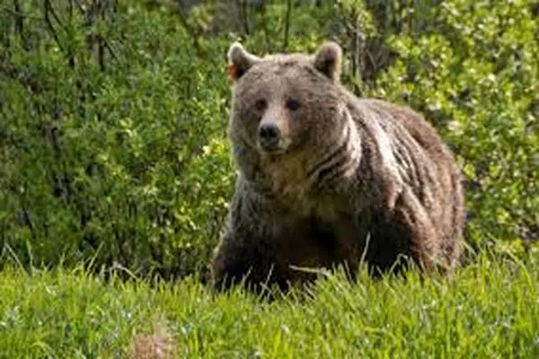  ۲ توله خرس قاچاق در نایین کشف شد