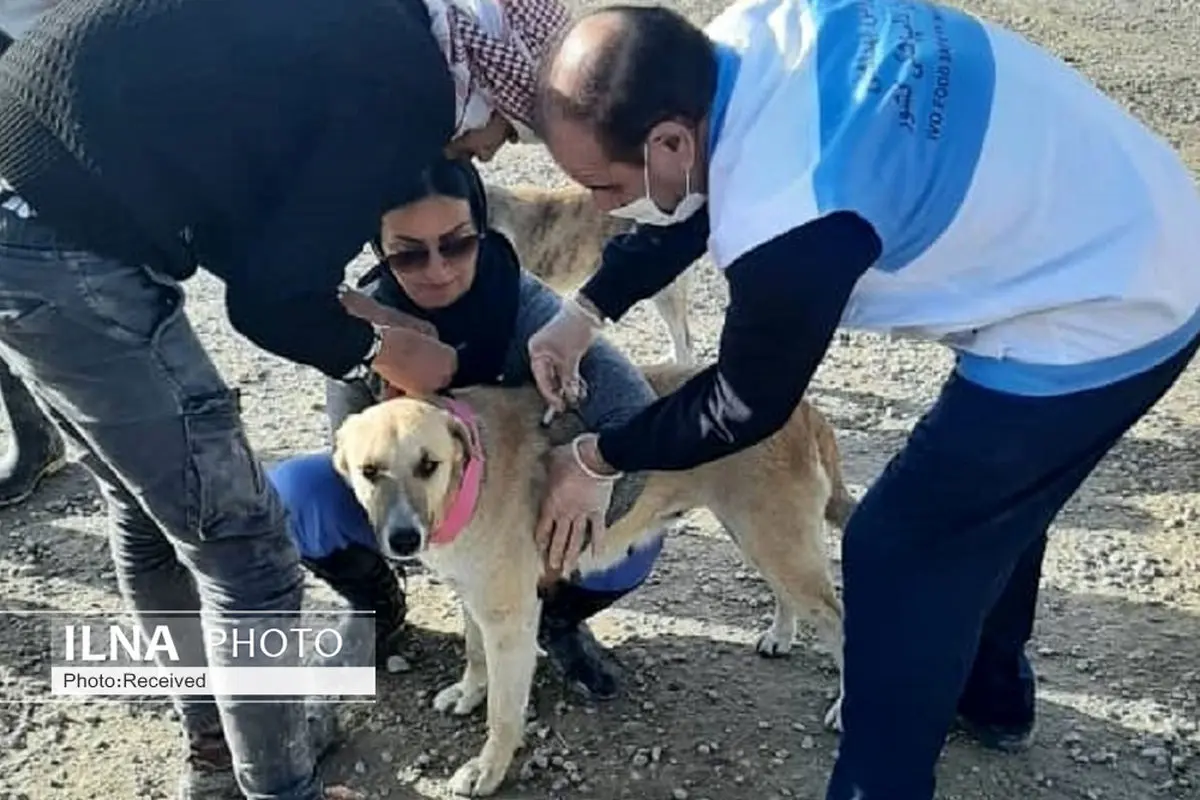 واکسینه کردن بیش از نه هزار قلاده سگ در قزوین علیه هاری