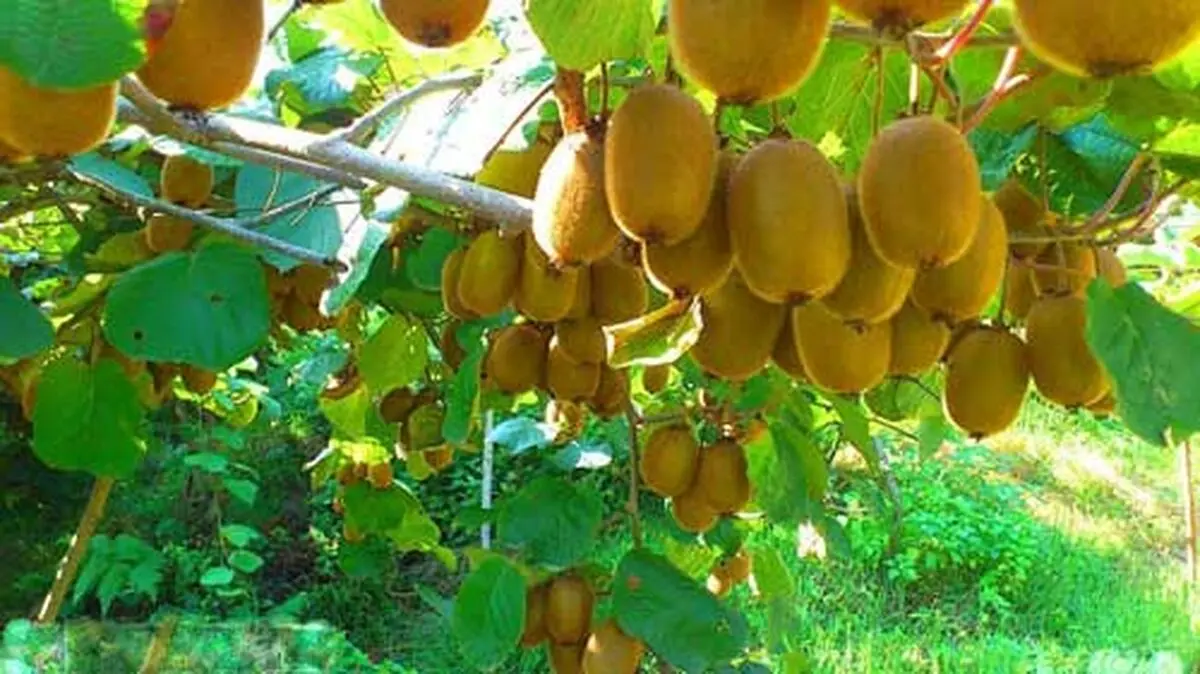 130 تن کیوی و خرمالو از ساری به ازبکستان و ژاپن صادر شد