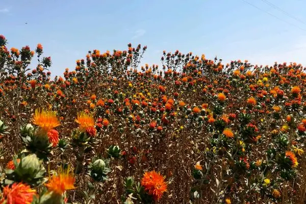 کشت ۳۰ هکتار دانه روغنی گلرنگ در اراضی کشاورزی زاهدان