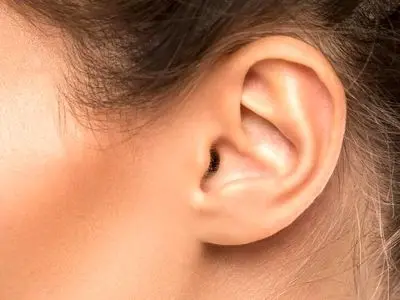 آناتومی شگفت‌انگیز لاله گوش | رادیاتور مخفی یا یک اشتباه تکاملی؟