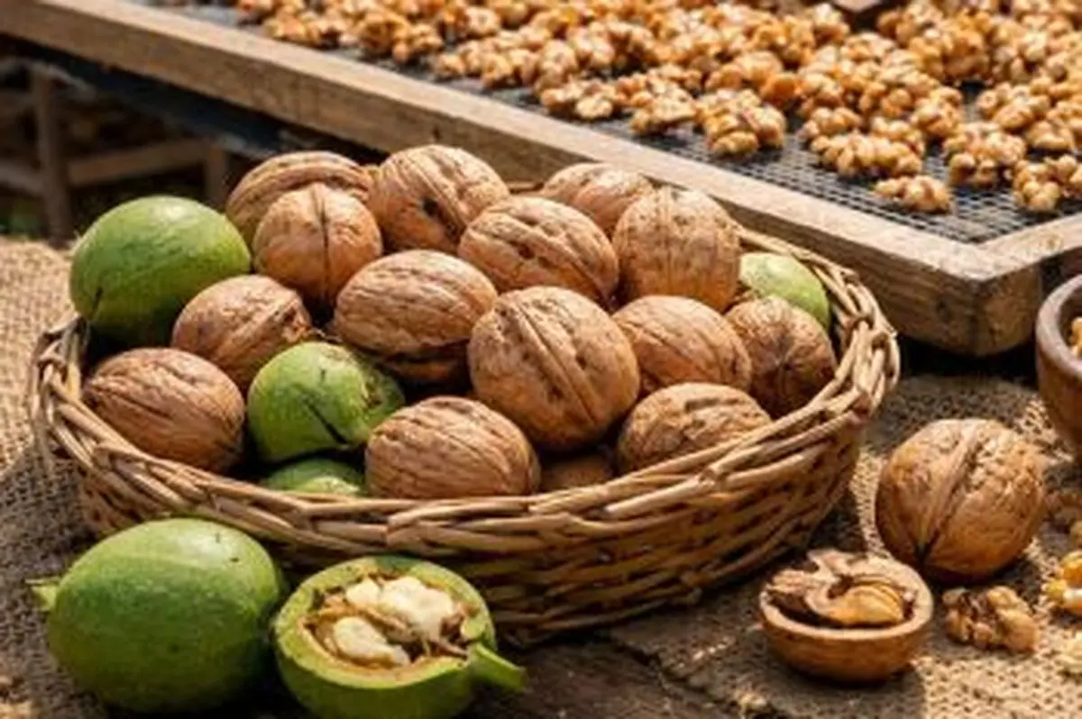 چگونه گردوی تازه را بدون کپک خشک کنیم؟