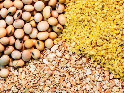 یک بام و دو هوای خرید دانه به ازای واردات نهاده را برطرف کنید