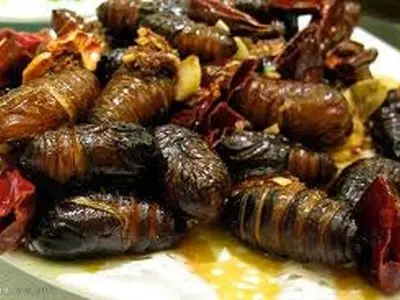 غذای صدساله هندی ها؛ سوسک‌ تانگنانگ