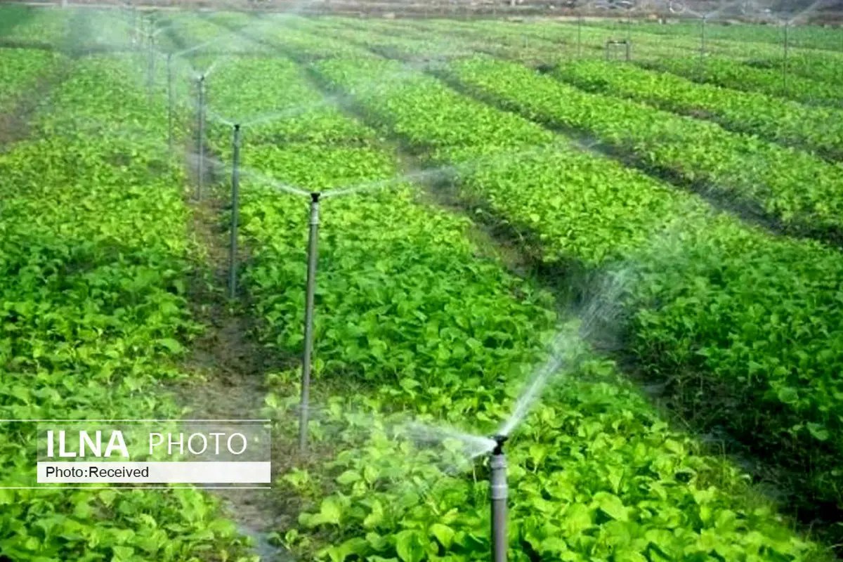 لرستان دارای رتبه دوم در کاشت و برداشت لوبیا در کشور