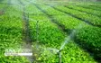 لرستان دارای رتبه دوم در کاشت و برداشت لوبیا در کشور