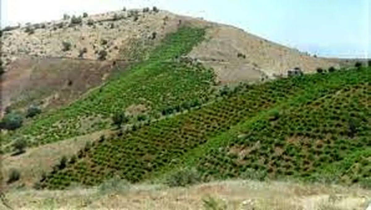 توسعه باغات در اراضی شیب‌دار مهمترین عامل جلوگیری از فرسایش خاک در  استان را دارد