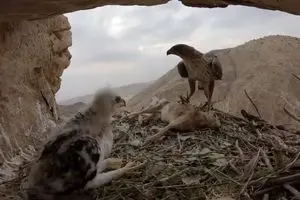 ویدیوی از آشیانه عقاب در طبیعت ایلام، کوهستان زاگرس