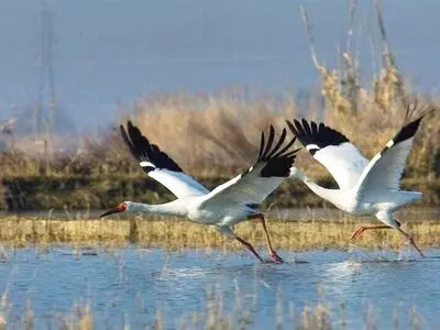 پیش بینی مهاجرت ۱۵ هزار درنا به آذربایجان ‌غربی‌ 