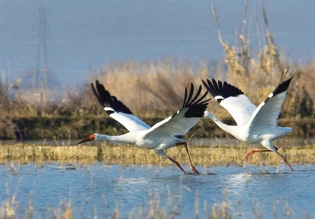 پیش بینی مهاجرت ۱۵ هزار درنا به آذربایجان ‌غربی‌ 