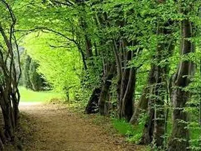 بیش از ۳ میلیارد ریال اعتبار برای ساخت نماد‌های جنگل‌های هیرکانی اختصاص یافت