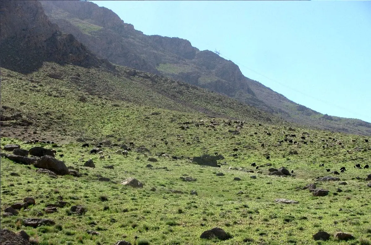 برپایی کارگاه آموزشی ترویجی طرح مرتعداری تلفیقی در شهرستان رشتخوار