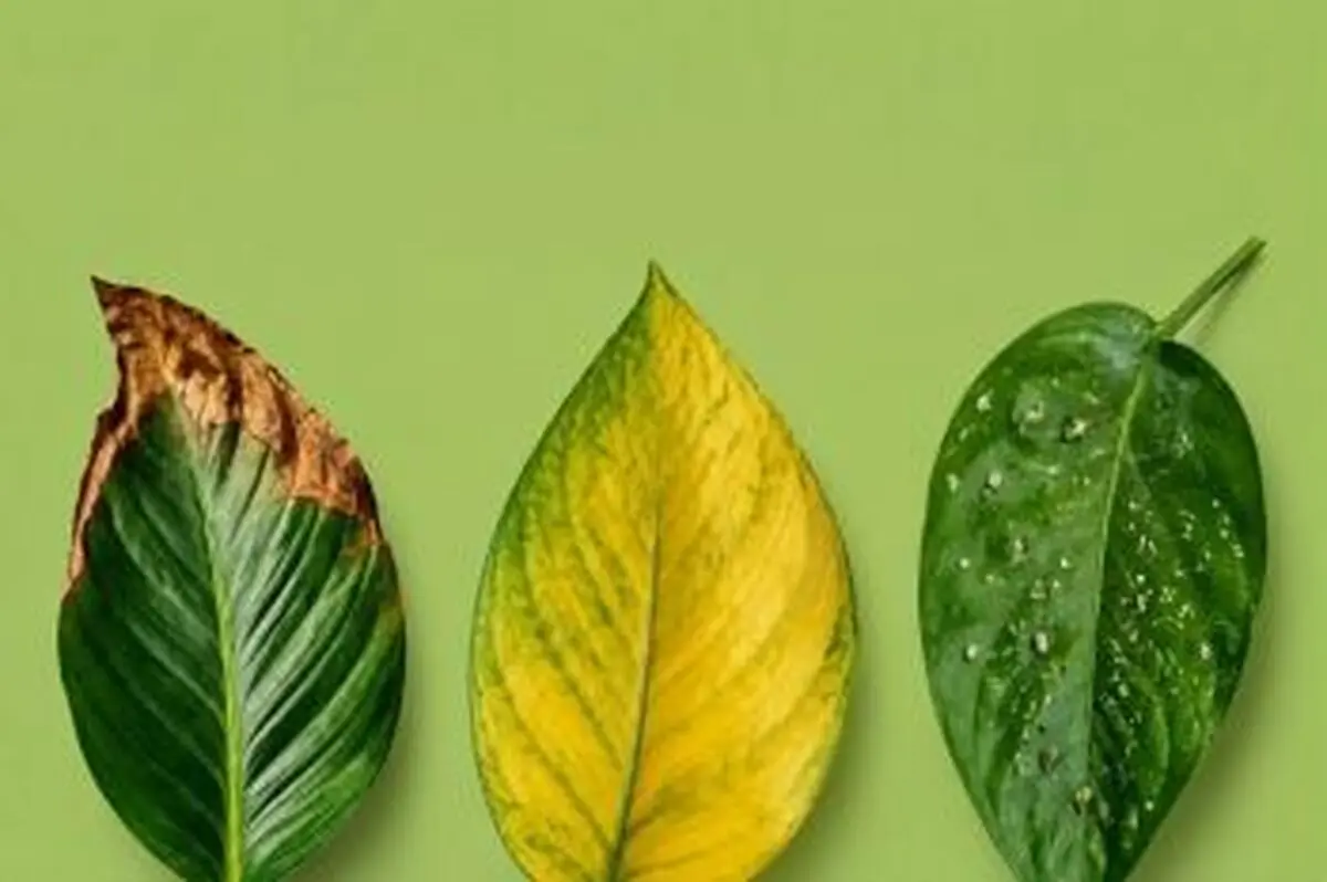 از روی برگ، مشکل گیاه را پیدا کنید+ عکس
