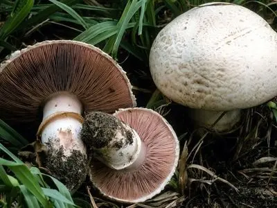 اینفوگرافی افزایش مسمومیت با قارچ وحشی