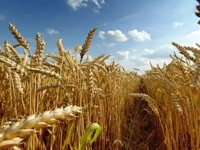 دیمزارها را تنش‌های خشکی، سرما و گرمای ناگهانی هوا تهدید می‌کند/ پدیده خشکسالی در برخی سال‌ها موجب خسارت‌های شدید به مزارع دیم می‌شود