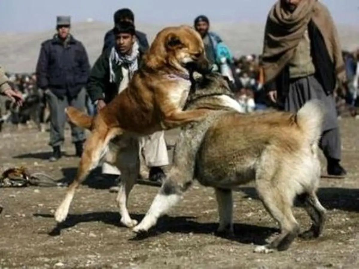 دستگیری لیدر و برگزارکنندگان مسابقه جنگ سگ‌ها در گلوگاه مازندران/ فرماندار: غافلگیر شدیم