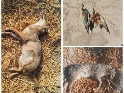 آثار مخرب رها‌سازی سموم کشاورزی بر یک هزار و ۲۰۰ گونه از پرندگان