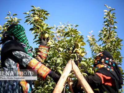 برداشت گلابی از باغات چناران