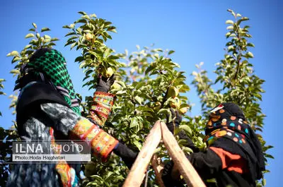 برداشت گلابی از باغات چناران