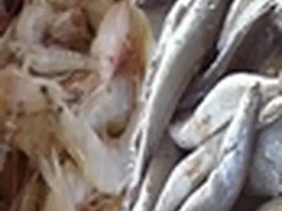 بیکاری موجب صید غیرقانونی ماهیان خاویاری و استخوانی شده است