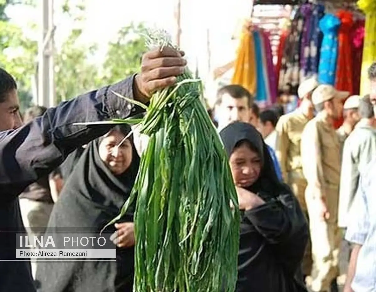 مردم در جمع‌آوری گیاهان کوهی از خسارت‌زدن به مراتع خودداری کنند