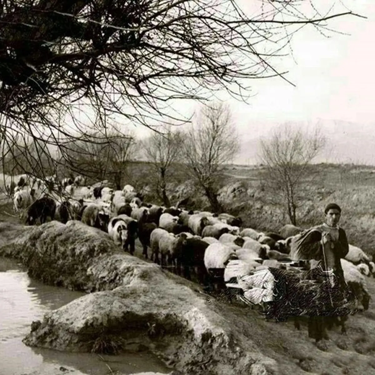 بلوار کشاورز؛ 100 سال پیش/عکس