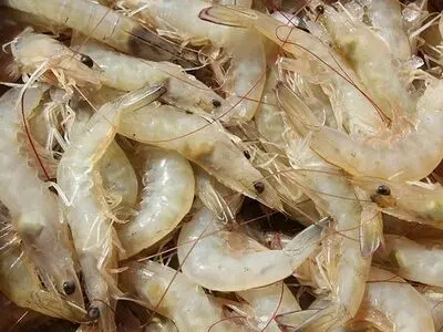 آغاز برداشت میگوی پرورشی از مزارع چوئبده آبادان