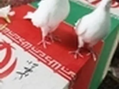 شهدا و رزمندگان غواص زنجانی نقش تاثیرگذاری در دوران دفاع مقدس داشتند
