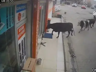 لحظه جالب ورود گاوها به فروشگاه لوازم خانگی؛ خیلی منظم و مرتب! + فیلم